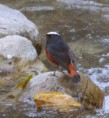 /album/some-overseas-trips/white-capped-water-redstart-jpg/